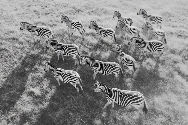 Free photo african savannah scene in black and white