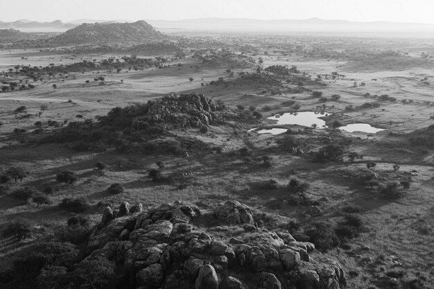 African savannah scene in black and white