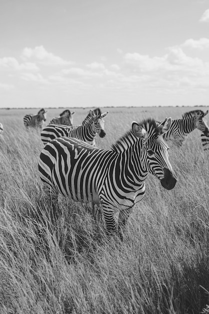 African savannah scene in black and white