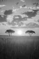 Free photo african savannah scene in black and white