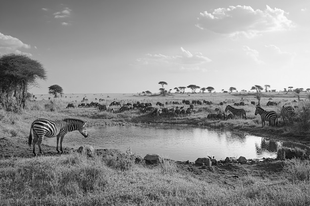 Free photo african savannah scene in black and white