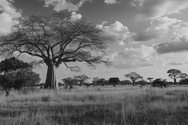 Free photo african savannah scene in black and white