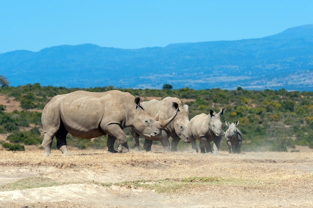 African white rhino, National park of Kenya