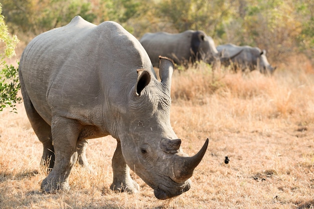 Free Photo african white rhino with large horn on safari in south africa