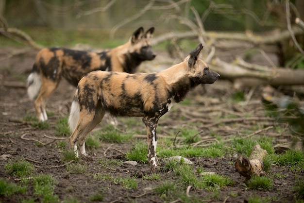 African wild dog ready to hunt for a prey