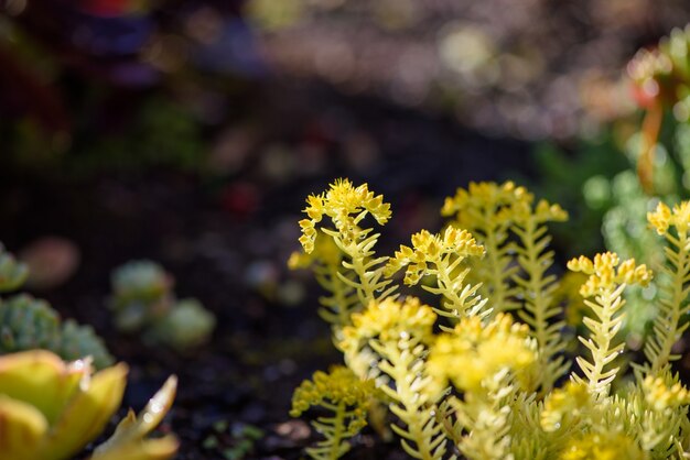 After the rain yellow meaty plant