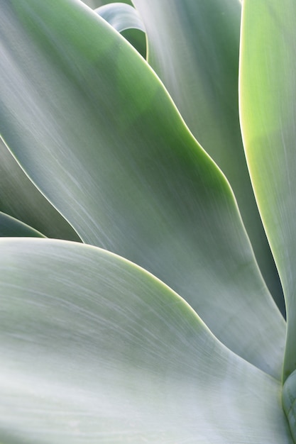 Agave leaf texture background