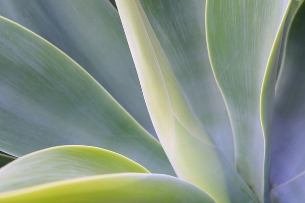 Agave leaf texture background