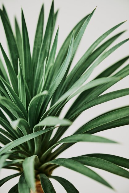 Agave palm tree plant on gray background