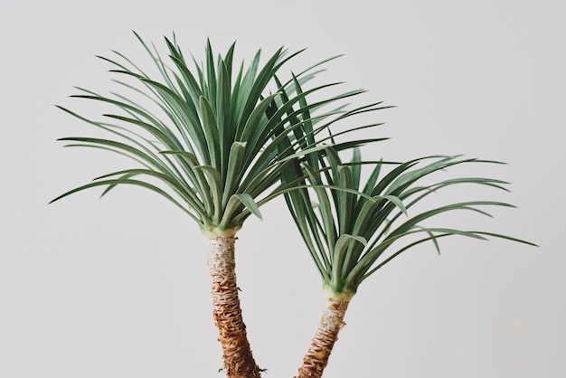 Agave palm tree plant on gray background