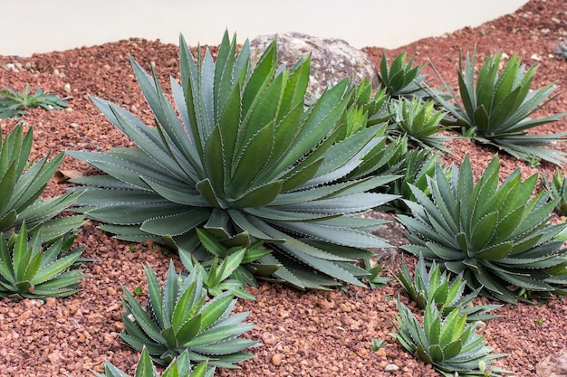 Free photo agave plant decorative in garden outdoor