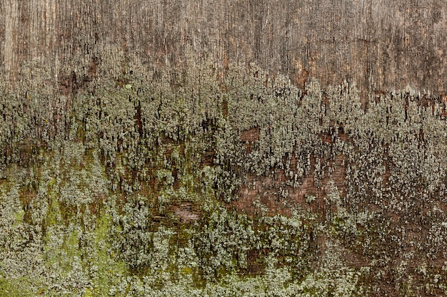 Free photo aged wood with surface moss