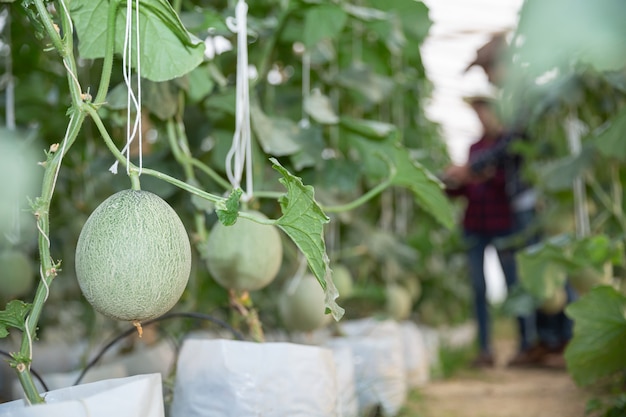 Free photo agricultural researcher with the tablet slowly inspect plants.