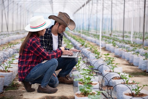 Agricultural researcher with the tablet slowly inspect plants. 