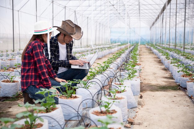 Agricultural researcher with the tablet slowly inspect plants. 