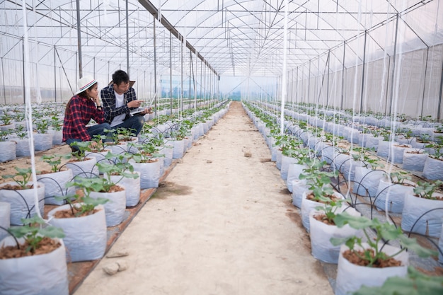 Agricultural researcher with the tablet slowly inspect plants.