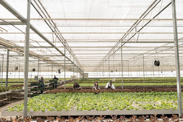 Agricultural workers growing organic food in hydroponic enviroment taking care of crops removing pests. Diverse people working in greenhouse gathering green vegetables pushing crates with lettuce.