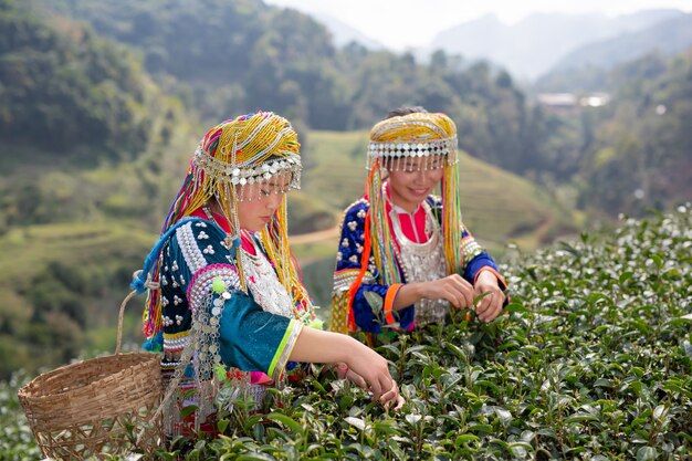 Agriculture of hilltribe women 