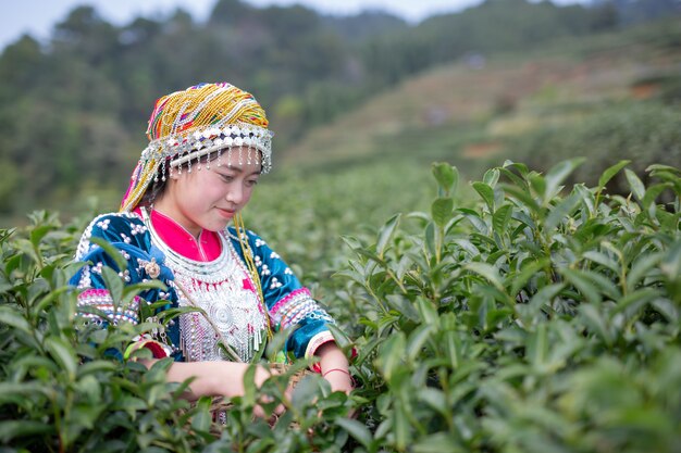 Agriculture of hilltribe women 