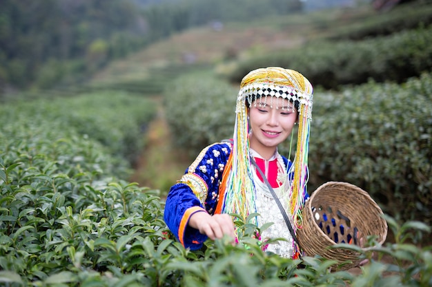 Agriculture of hilltribe women 