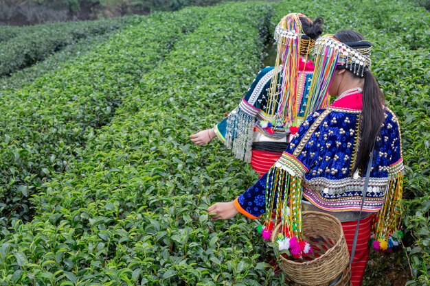 Agriculture of hilltribe women 