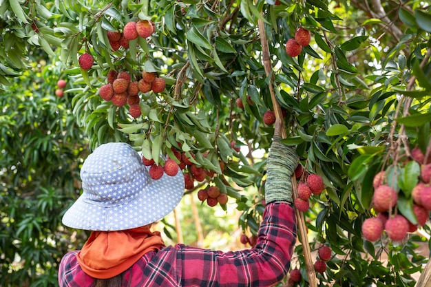 Free photo agriculture of lychee fruit in thailand