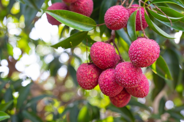 agriculture of lychee fruit in thailand