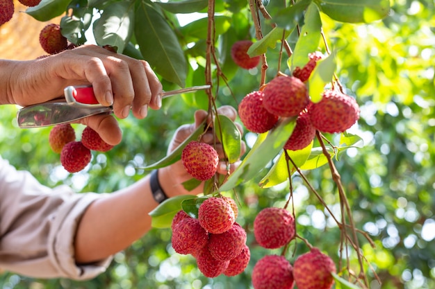 agriculture of lychee fruit in thailand