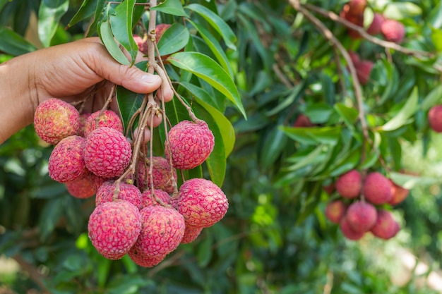 Free Photo agriculture of lychee fruit in thailand