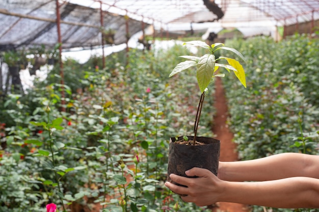 Agriculture. Young women inspect the work in the nursery.