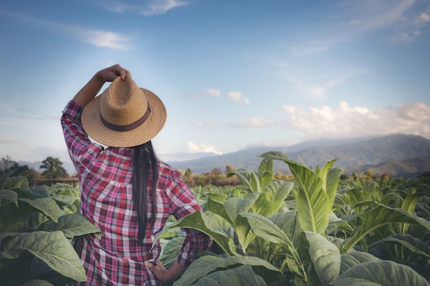 Agriculturist woman looks tobacco in the field.