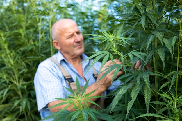 Free photo agronomist checking quality of cannabis or hemp leaves in the field