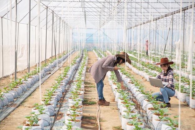 The agronomist examines the growing melon seedlings on the farm, farmers and researchers in the analysis of the plant. 