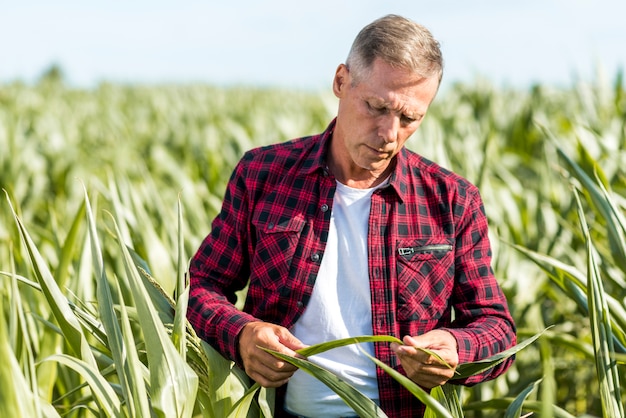 Agronomist inspecting a maize leaf medium view