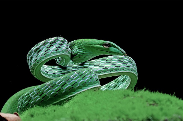 Free photo ahaitulla prasina snake closeup on black background animal closeup asian vine front view