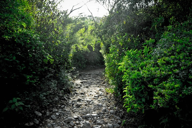 ahead leaf forest landscape way trails