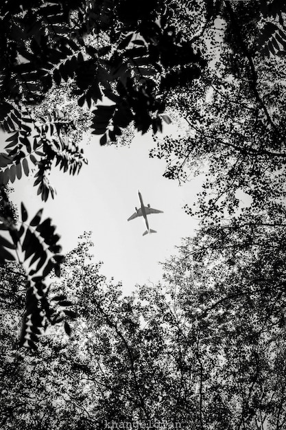 Airplain flying over a forest