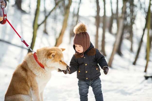 Akita-inu takes something from little boy's hand standing in a winter park