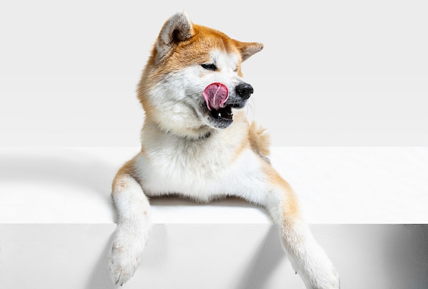 Akita-Inu young dog is posing. Cute white-braun doggy or pet is lying and looking happy isolated on white background. Studio photoshot. Negative space to insert your text or image. Front view.