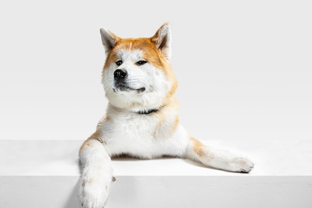 Free Photo akita-inu young dog is posing. cute white-braun doggy or pet is lying and looking happy isolated on white background. studio photoshot. negative space to insert your text or image. front view.