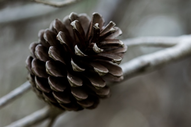 Free photo aleppo pine cone, open and having released all its seeds, in malta