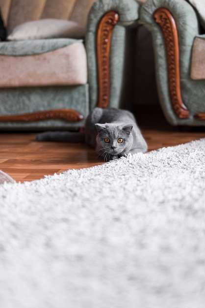 Free Photo alert grey british shorthair cat lying on wooden floor