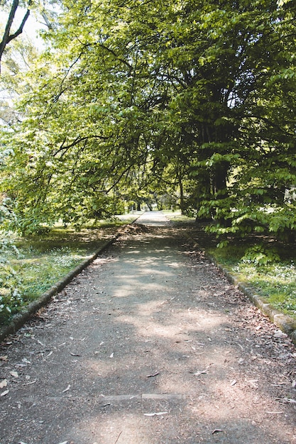 Free Photo alley in beautiful park