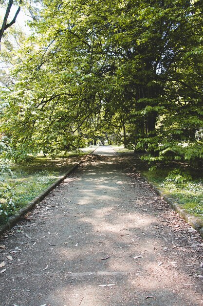 Alley in beautiful park