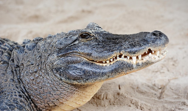 Alligator closeup on sand