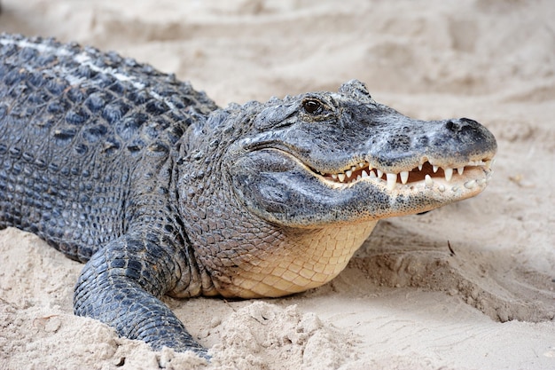 Free Photo alligator closeup on sand