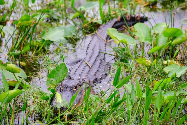 Alligator closeup in wild in Gator Park in Miami, Florida.