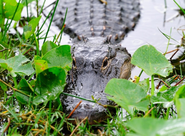 Free Photo alligator closeup in wild