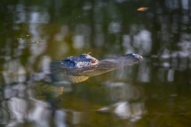 Alligator