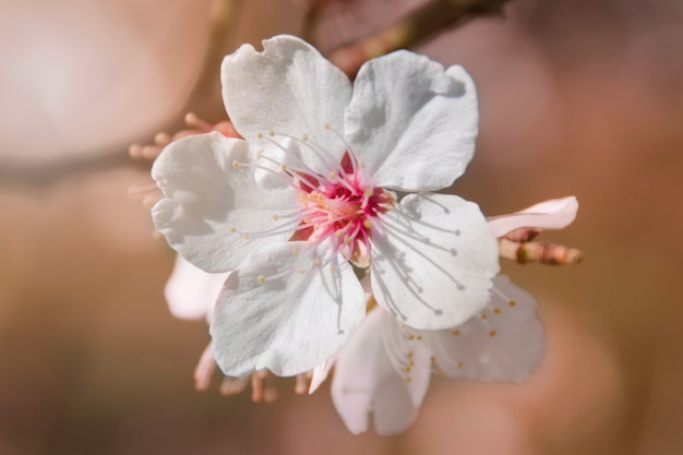 Free photo almond blossom